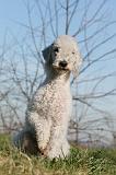 BEDLINGTON TERRIER 120